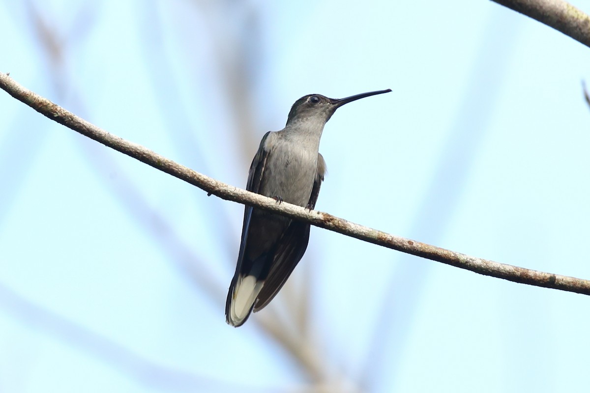Gray-breasted Sabrewing - ML609563876