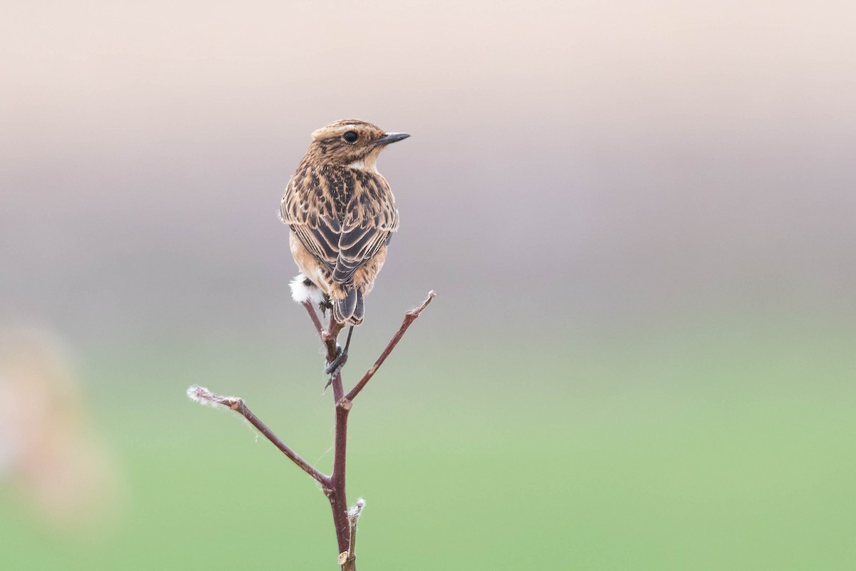 Whinchat - ML609564011