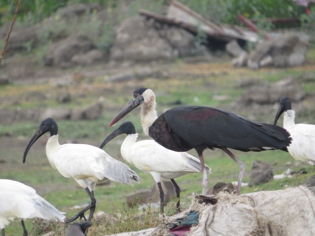 Asian Woolly-necked Stork - ML609564352
