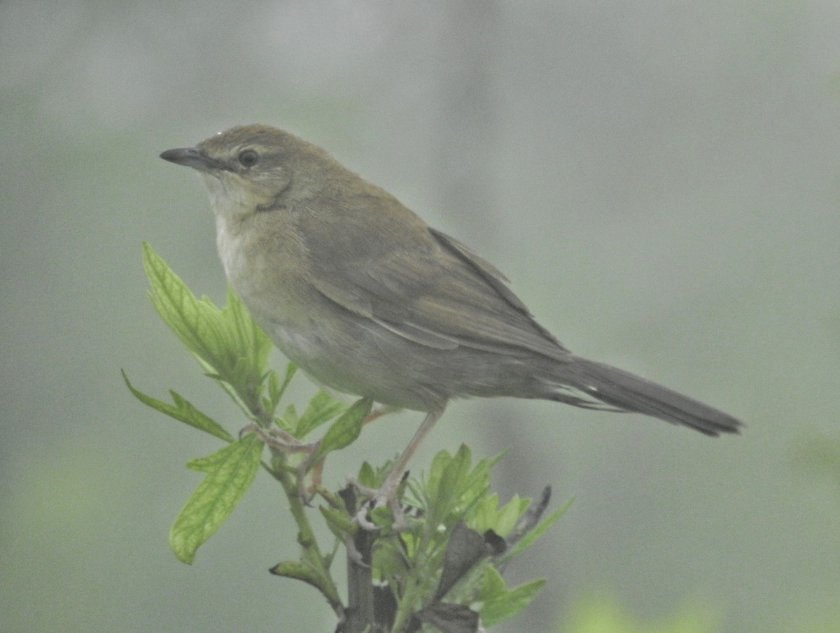 Broad-tailed Grassbird - ML609564525