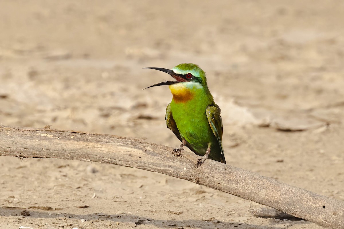 Blue-cheeked Bee-eater - ML609564567