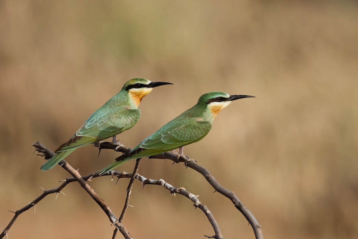 Blue-cheeked Bee-eater - ML609564569