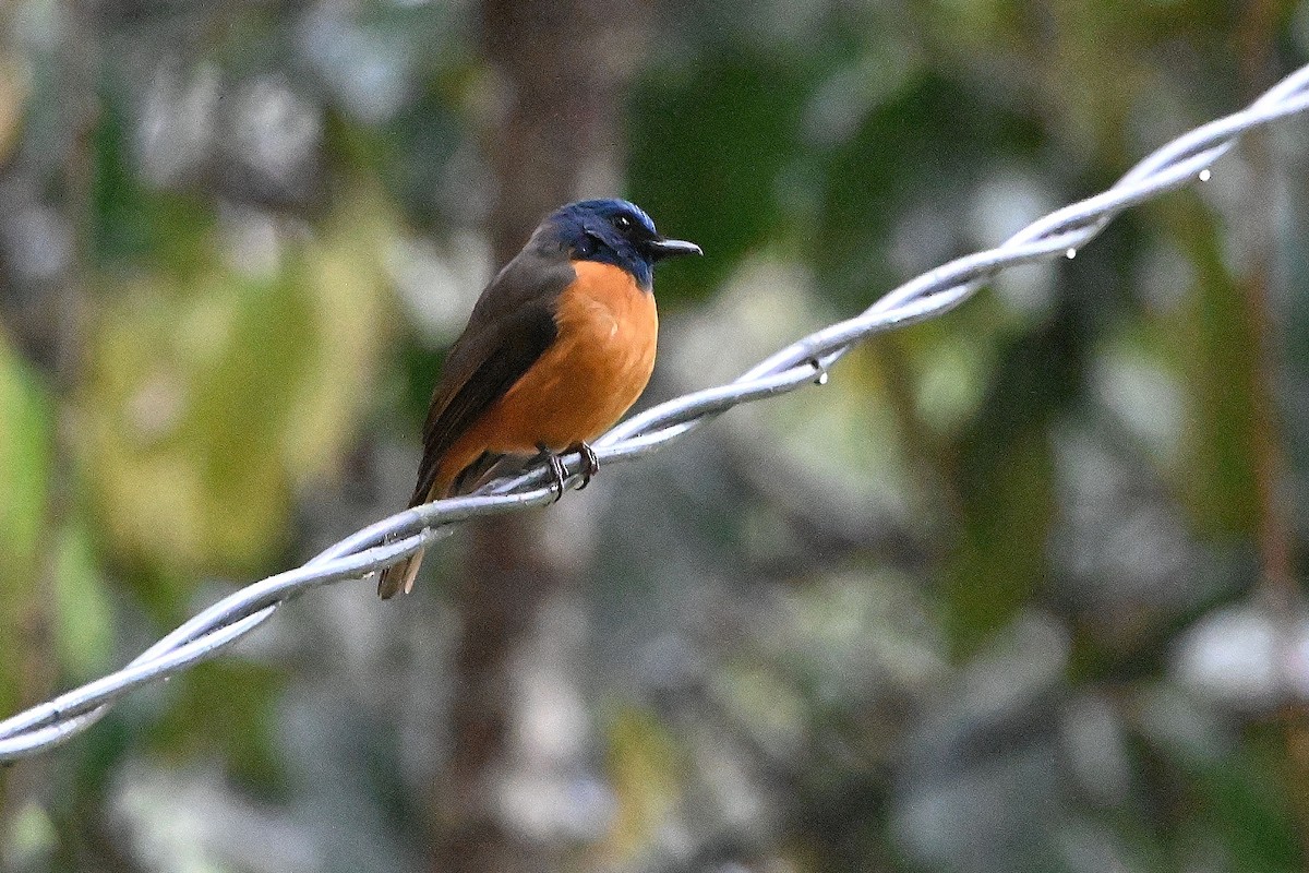 Blue-fronted Flycatcher - ML609564582