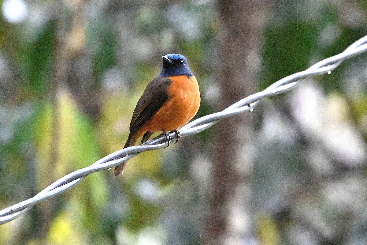 Blue-fronted Flycatcher - ML609564585