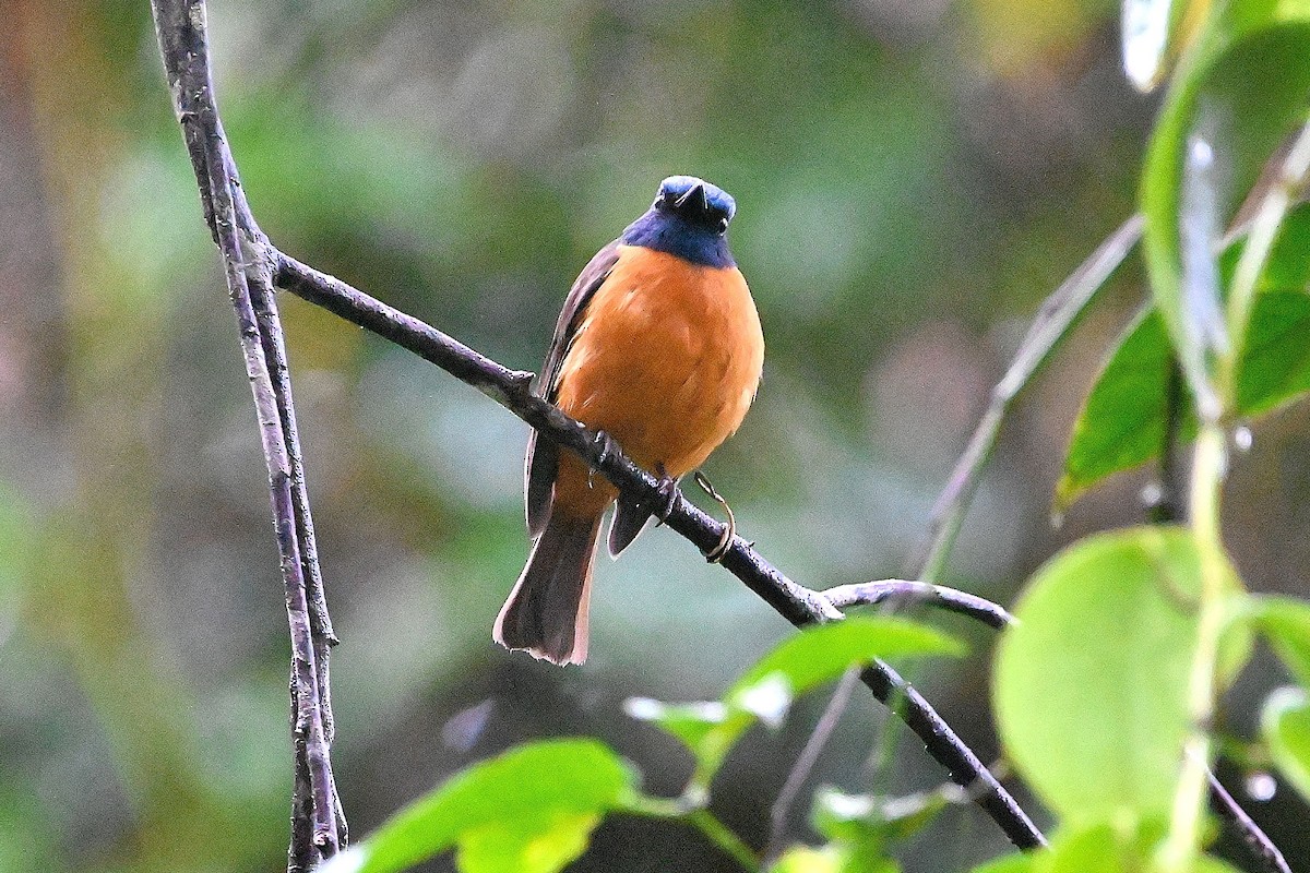 Blue-fronted Flycatcher - ML609564592