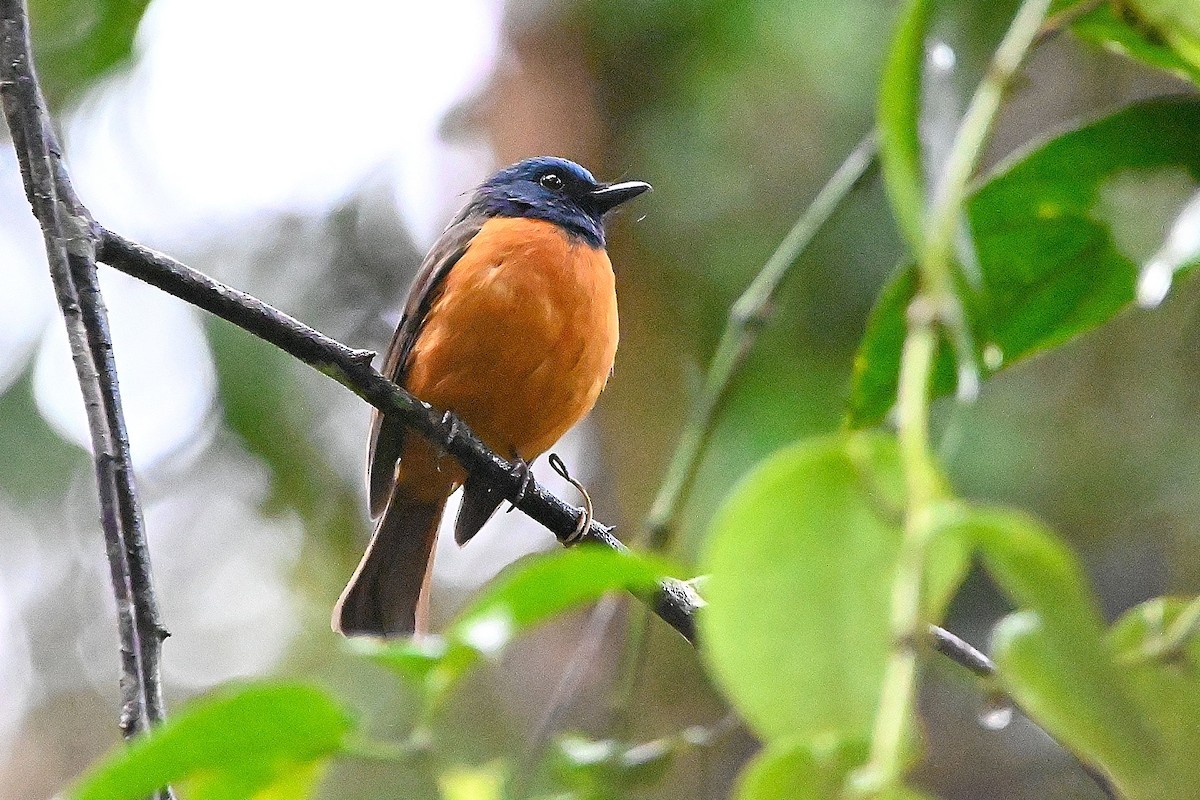 Blue-fronted Flycatcher - ML609564593
