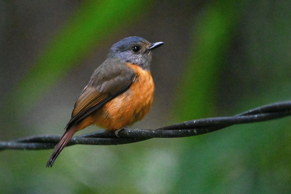 Blue-fronted Flycatcher - ML609564595
