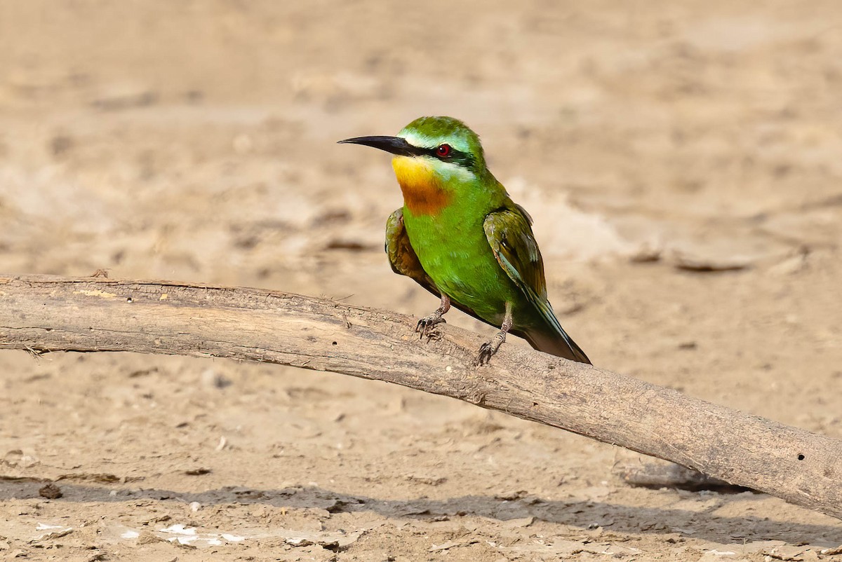 Blue-cheeked Bee-eater - ML609564648