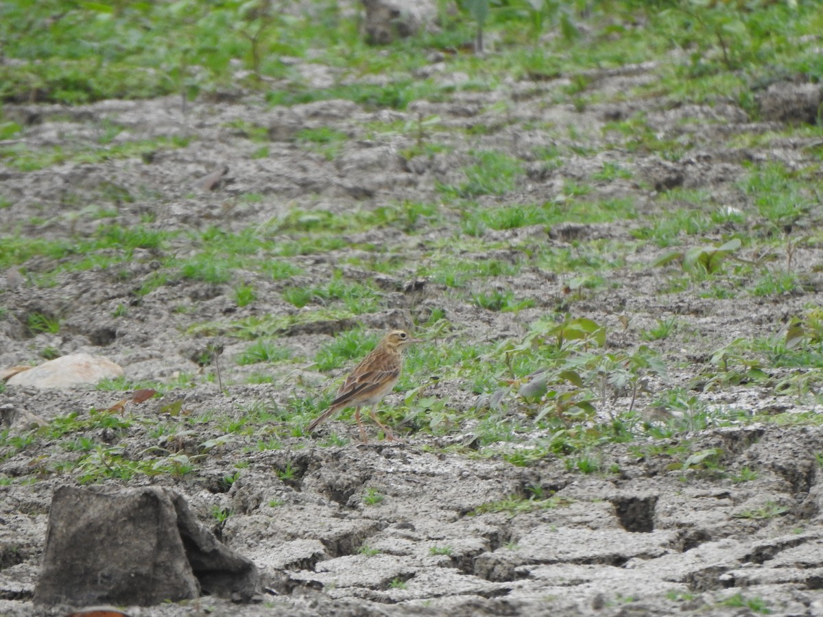 pipit sp. - ML609564975