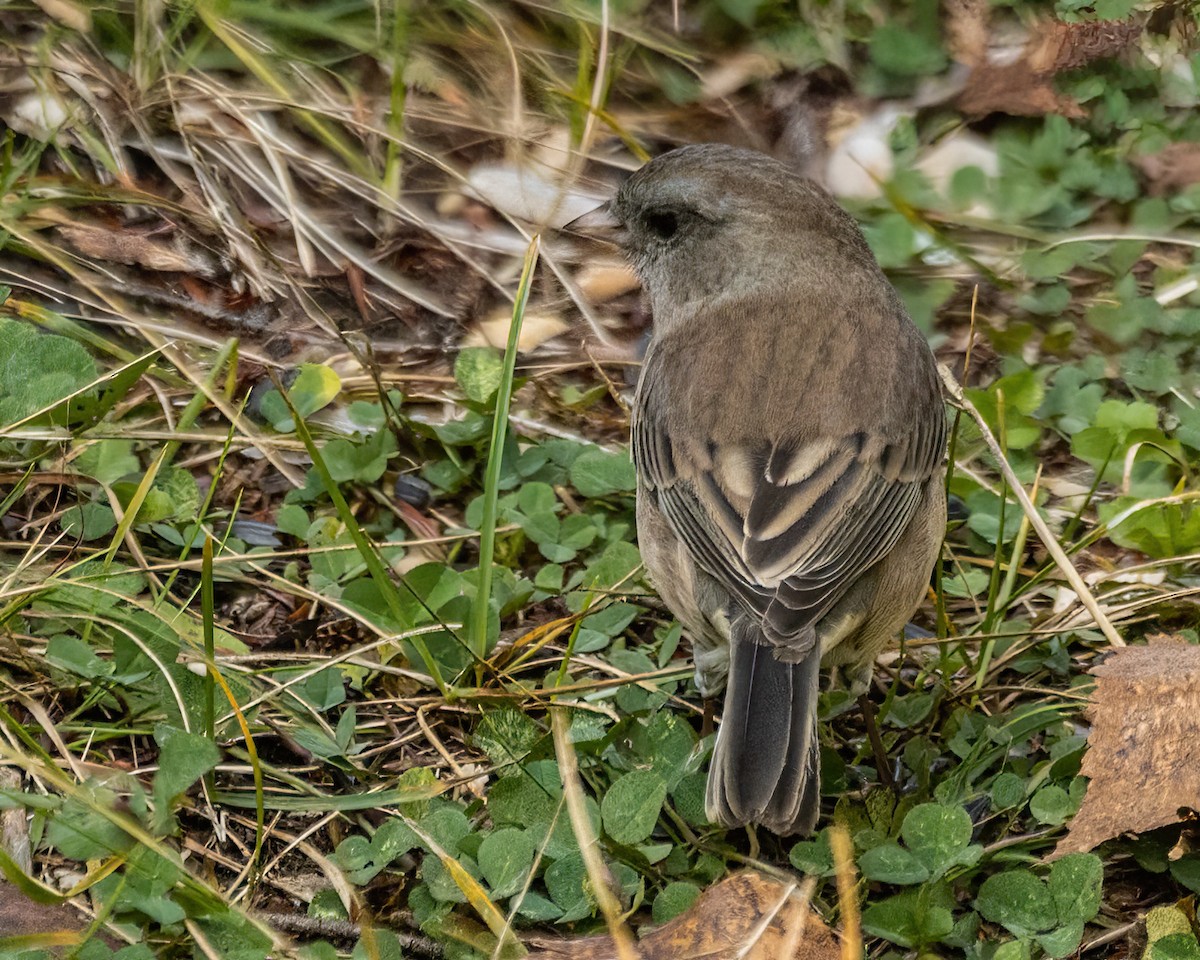 Junco Ojioscuro - ML609565052