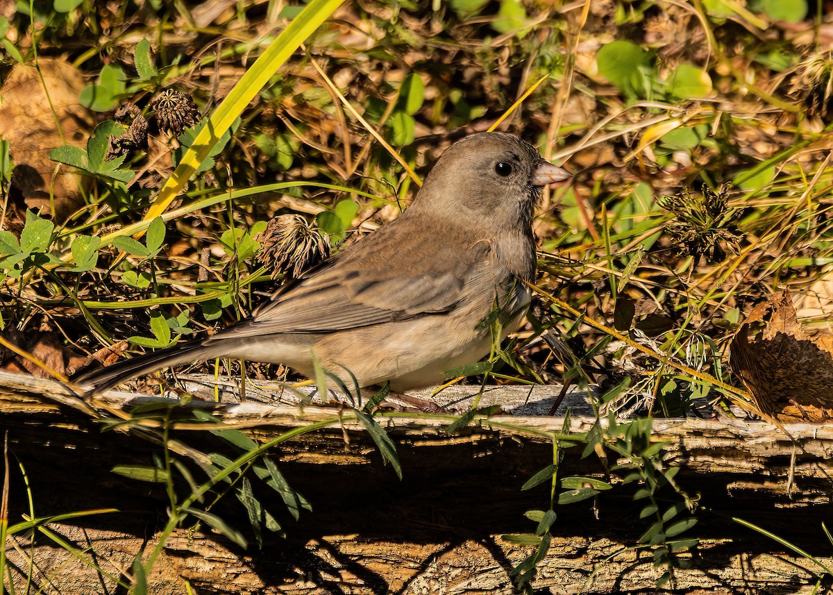 Junco Ojioscuro - ML609565058