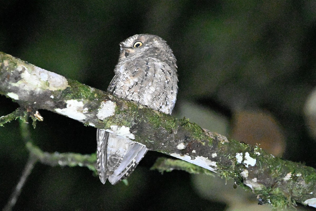 Sulawesi Scops-Owl - ML609565488