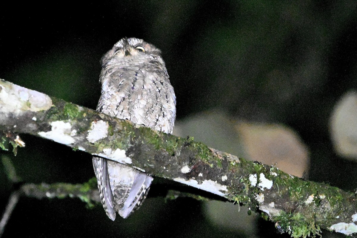 Sulawesi Scops-Owl - ML609565489