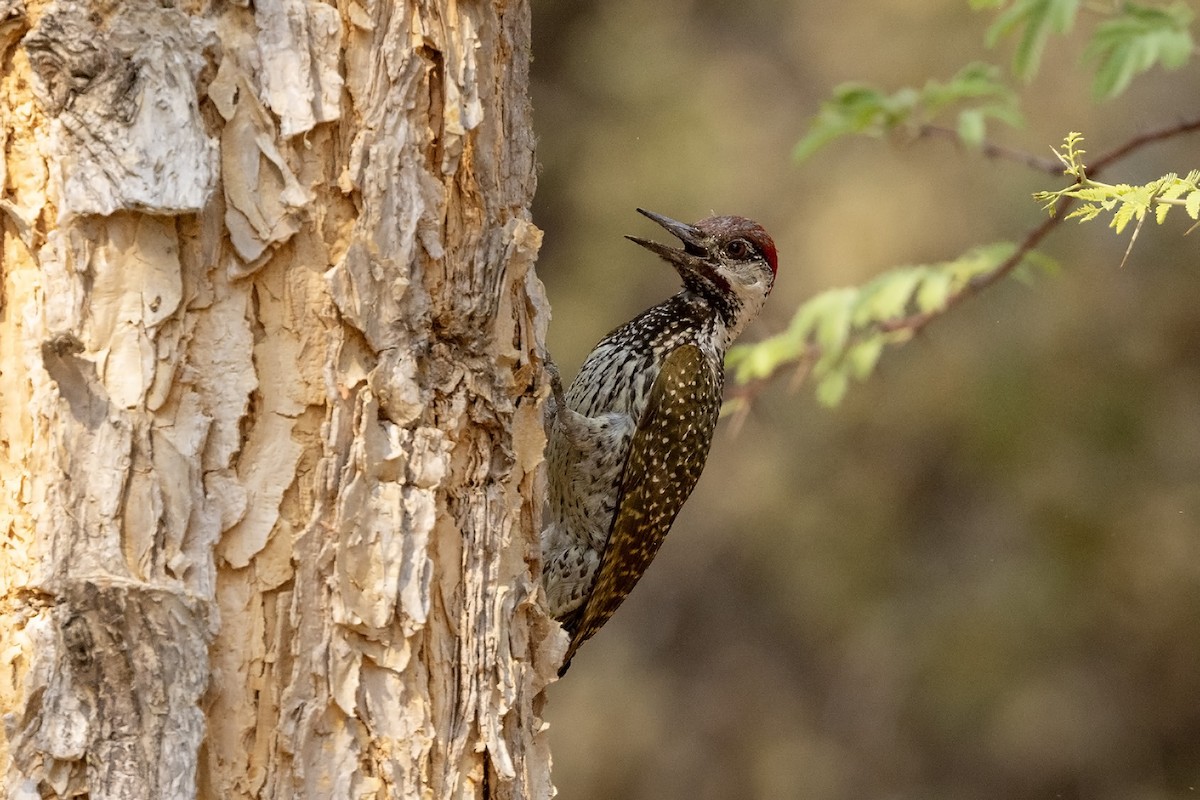 Golden-tailed Woodpecker (Golden-tailed) - ML609565502