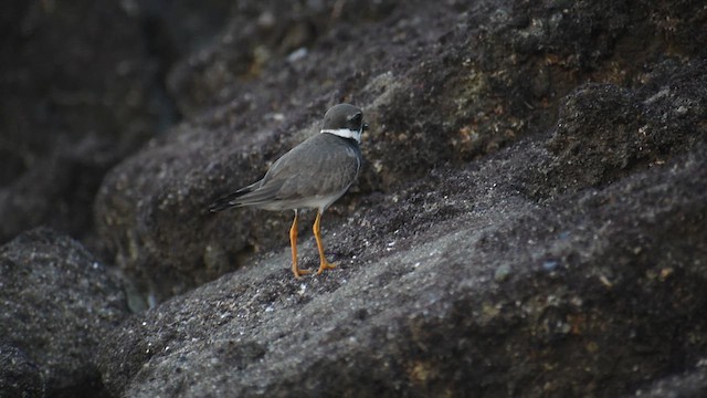 Common Ringed Plover - ML609565861