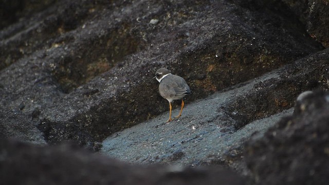 Common Ringed Plover - ML609565863
