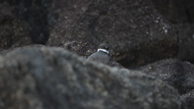 Common Ringed Plover - ML609565864