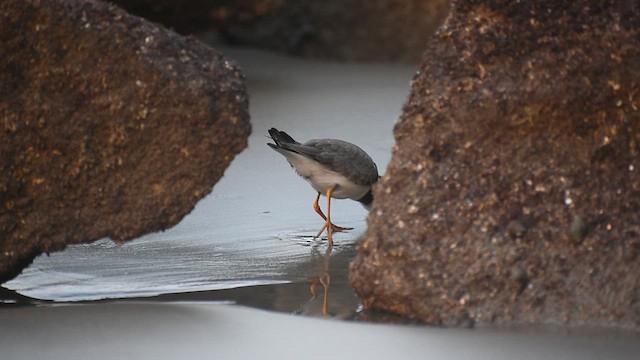Common Ringed Plover - ML609565865