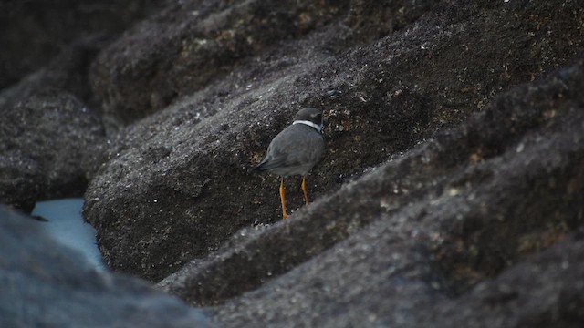Common Ringed Plover - ML609565866
