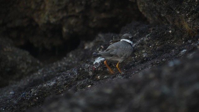 Common Ringed Plover - ML609565867