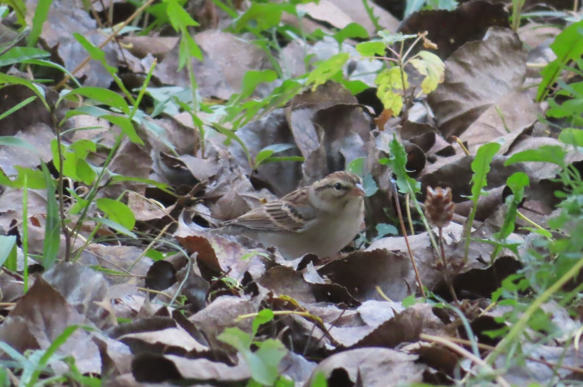 Chipping Sparrow - ML609565972