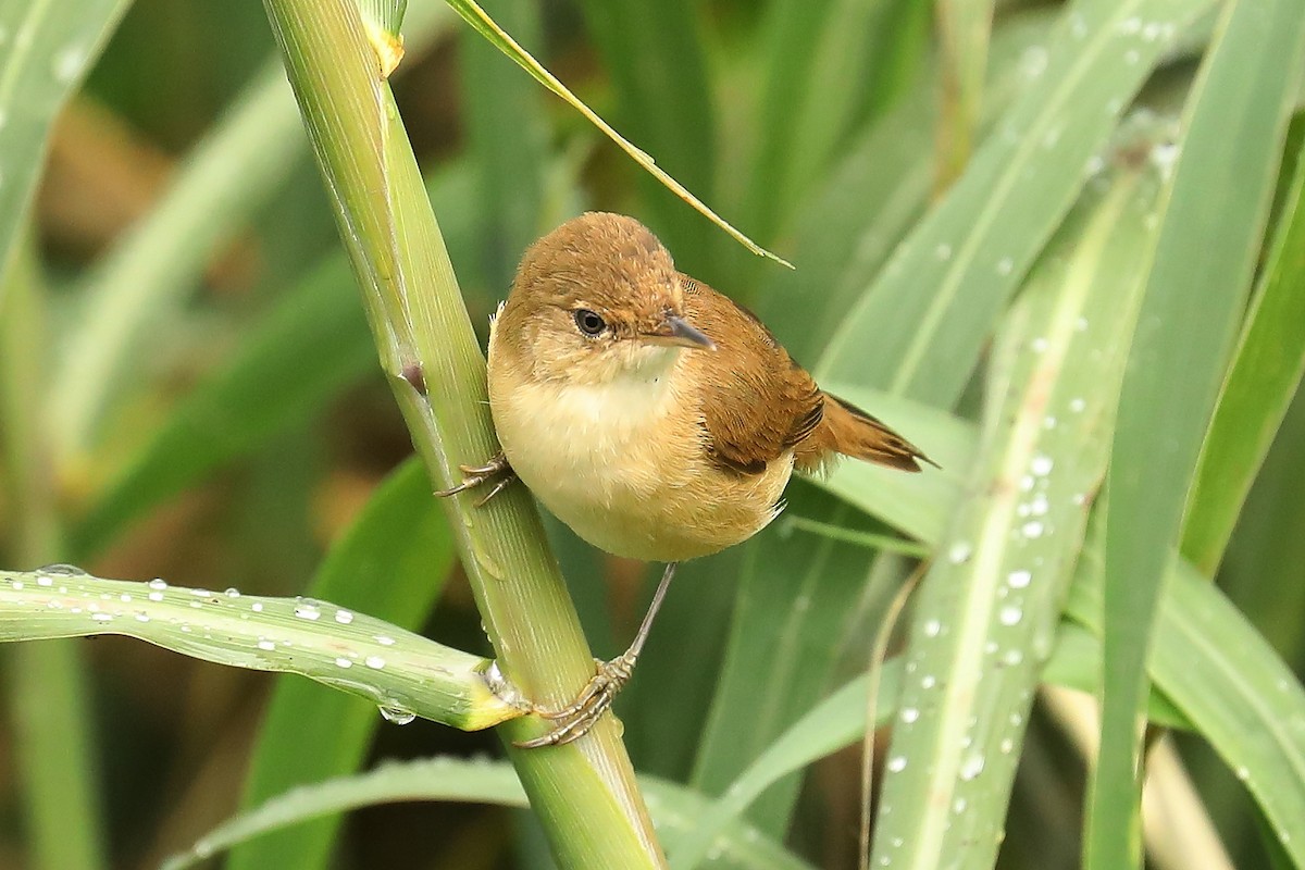 Common Reed Warbler (African) - ML609566187