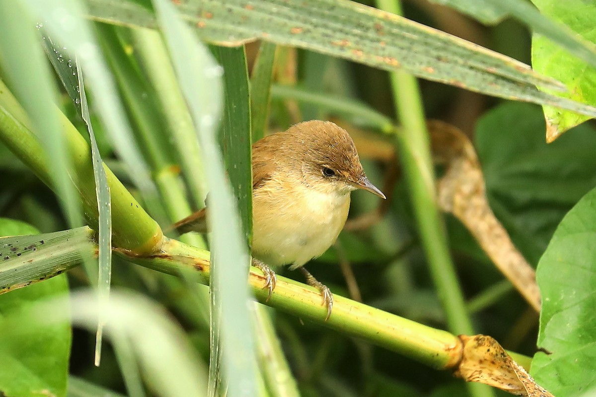 Common Reed Warbler (African) - ML609566188