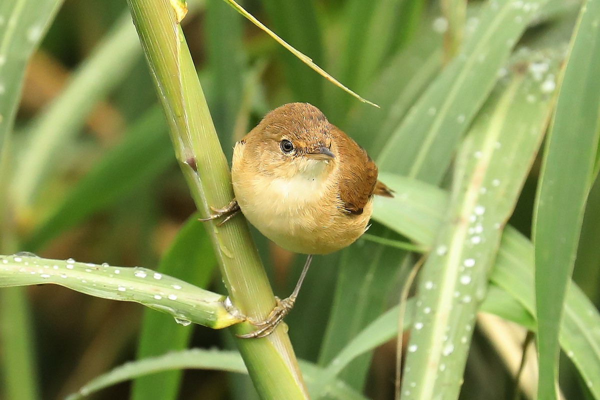 Common Reed Warbler (African) - ML609566189