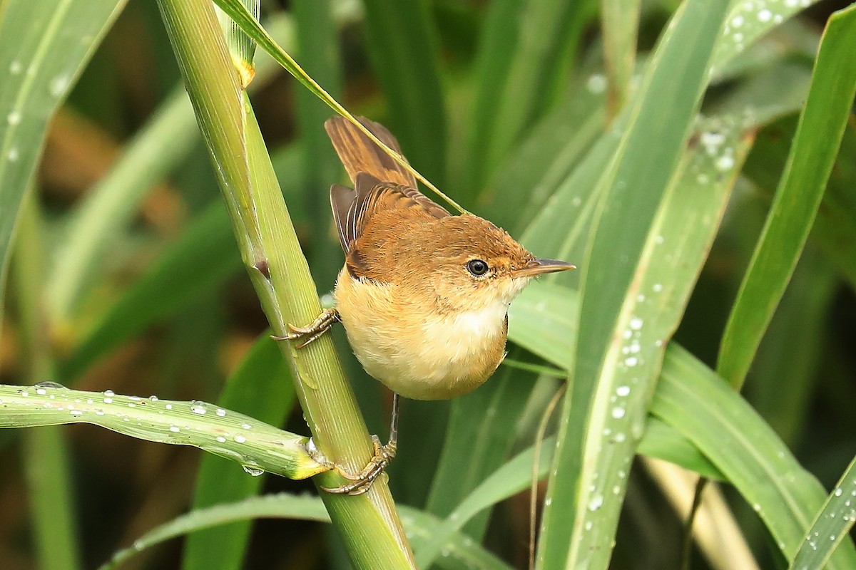 Common Reed Warbler (African) - ML609566190