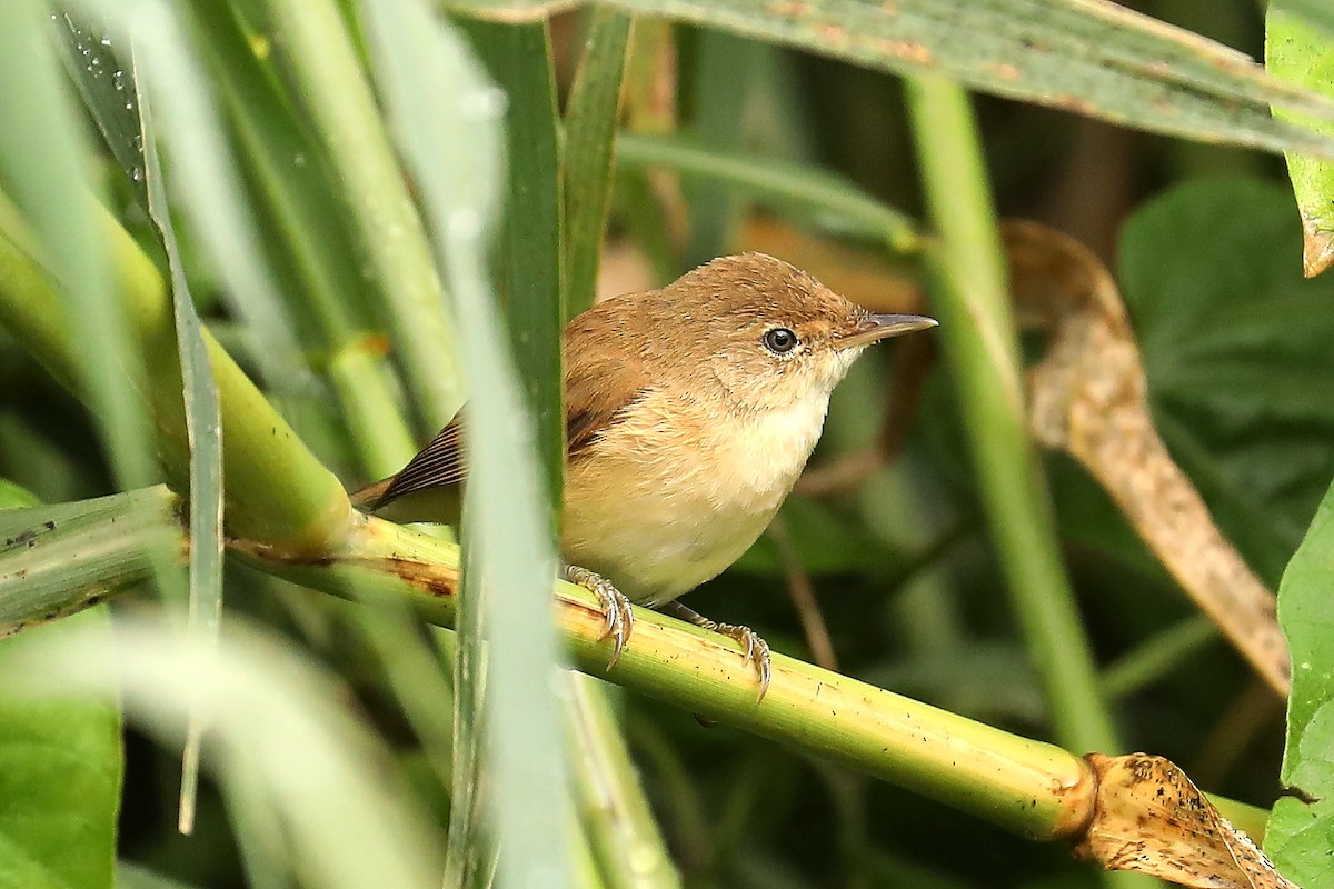 Common Reed Warbler (African) - ML609566191