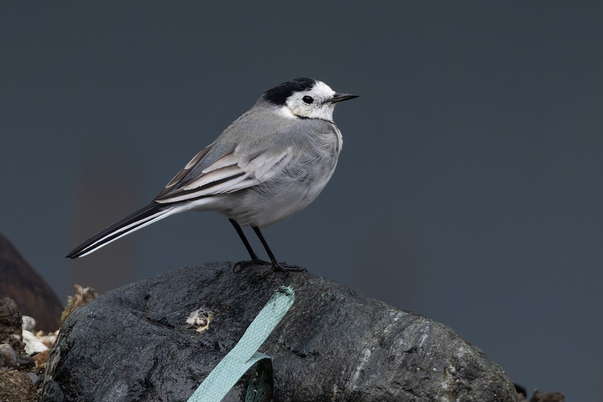 White Wagtail (White-faced) - ML609566227