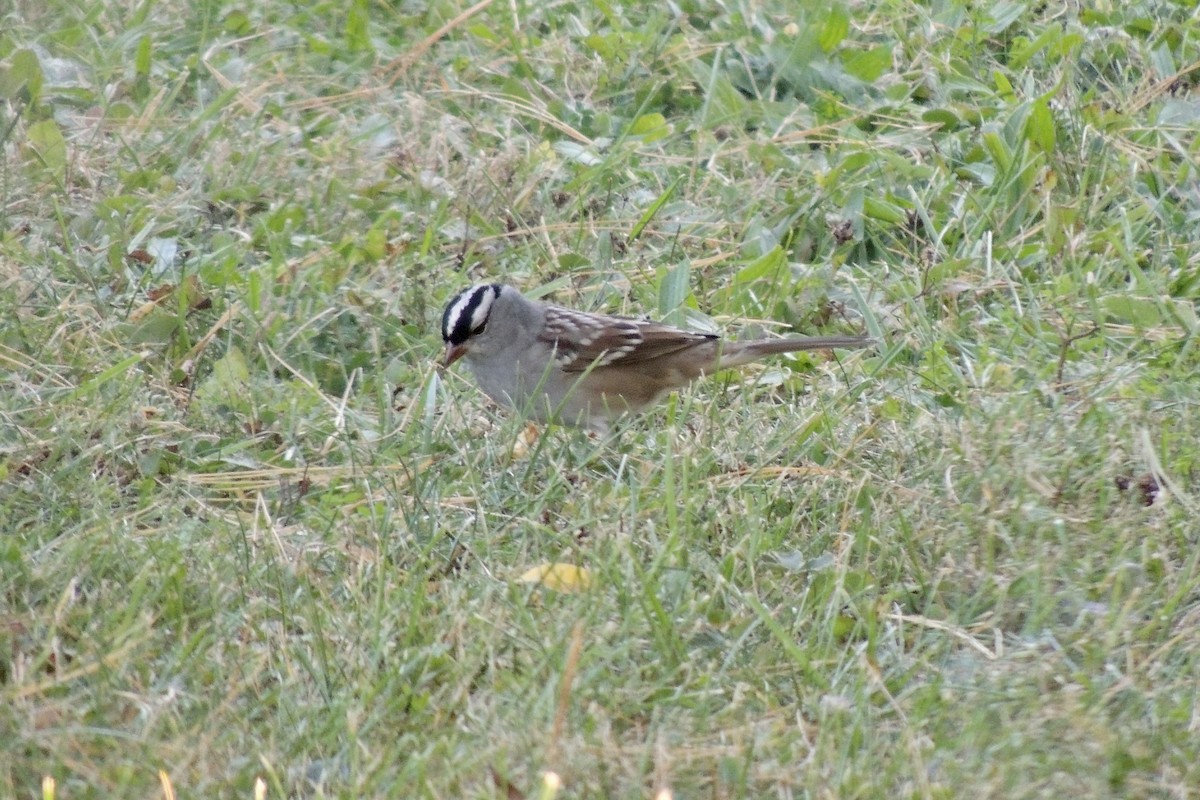 White-crowned Sparrow - ML609566245