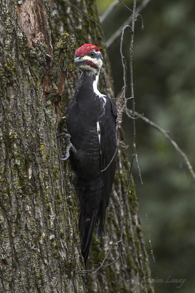 Pileated Woodpecker - ML609566561
