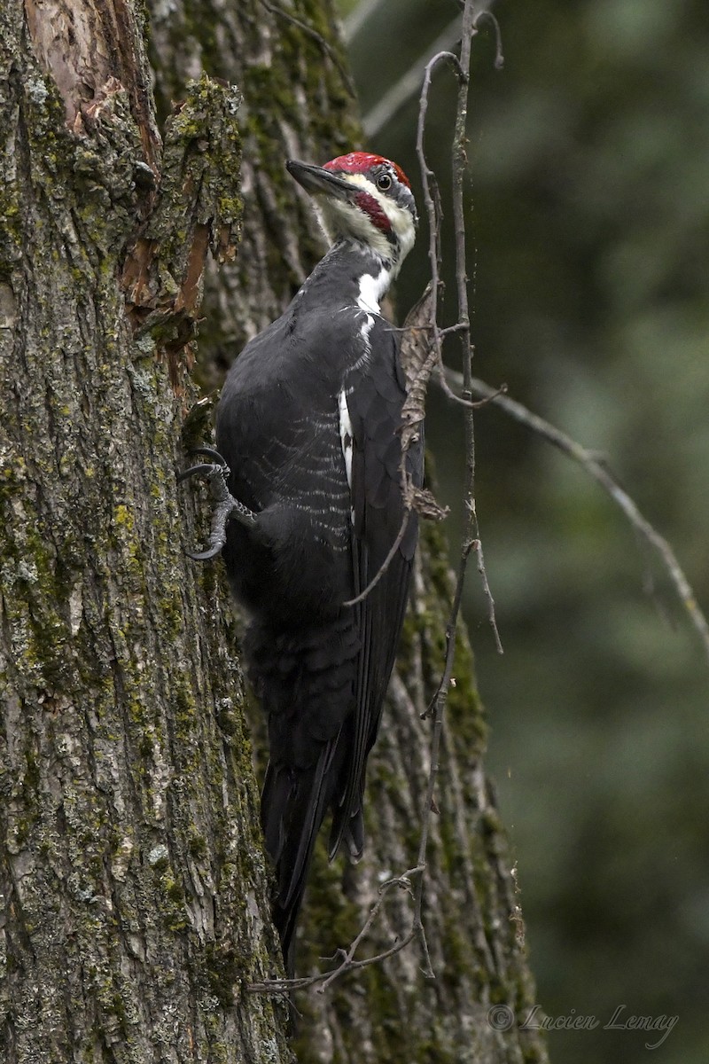 Pileated Woodpecker - ML609566564