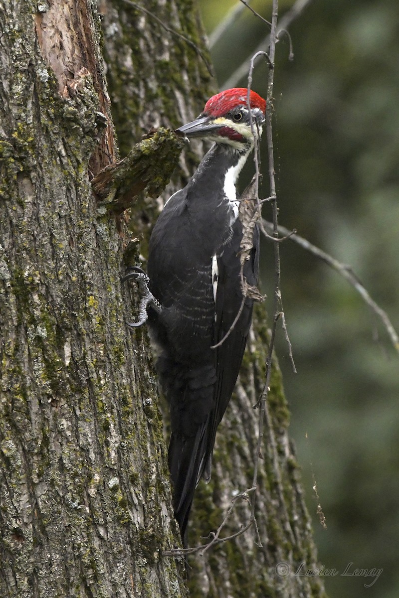 Pileated Woodpecker - ML609566569
