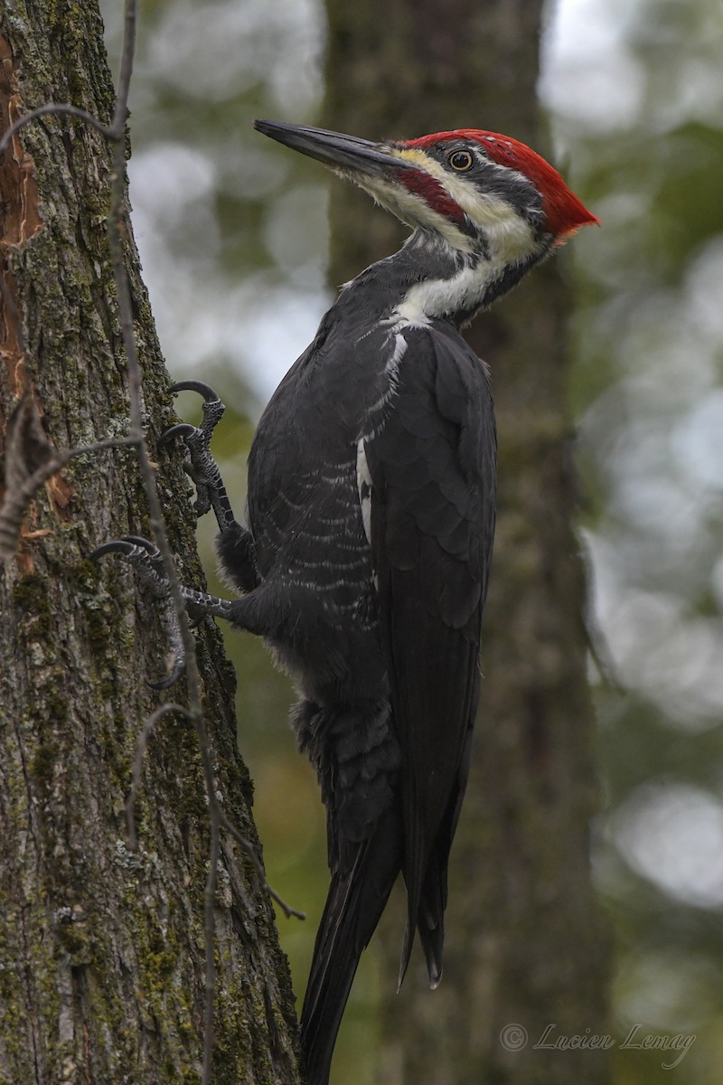 Pileated Woodpecker - ML609566578