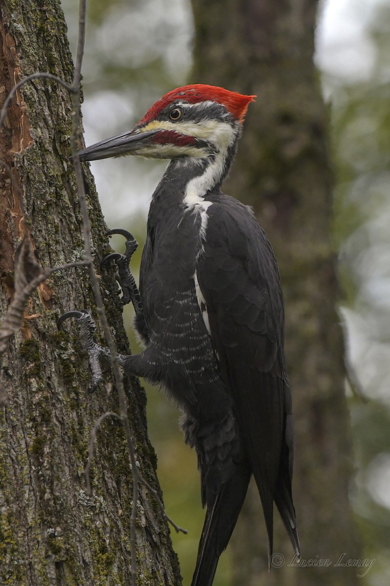 Pileated Woodpecker - ML609566592