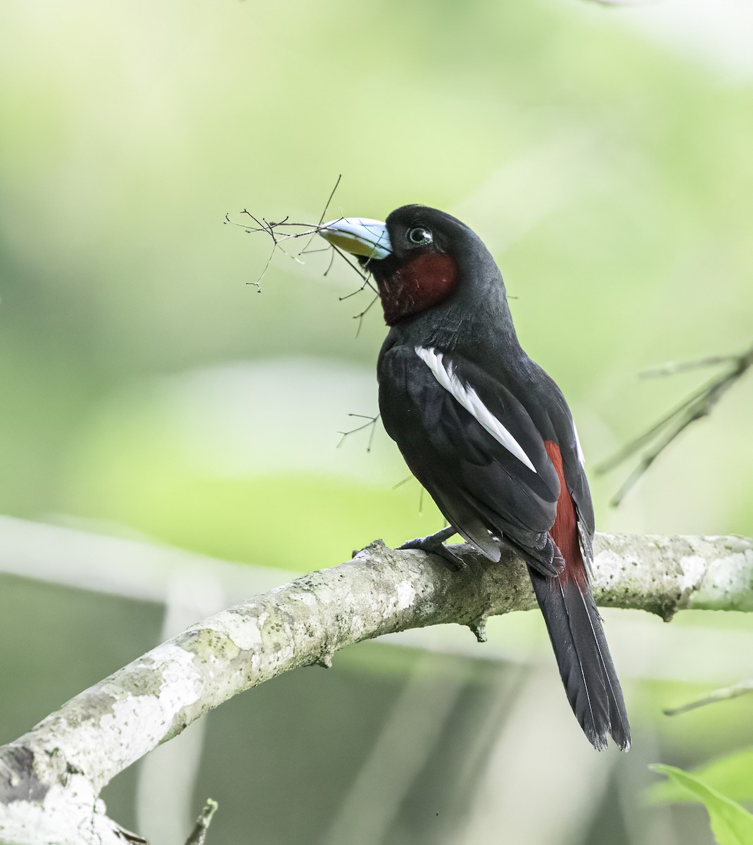 Black-and-red Broadbill - Per Smith