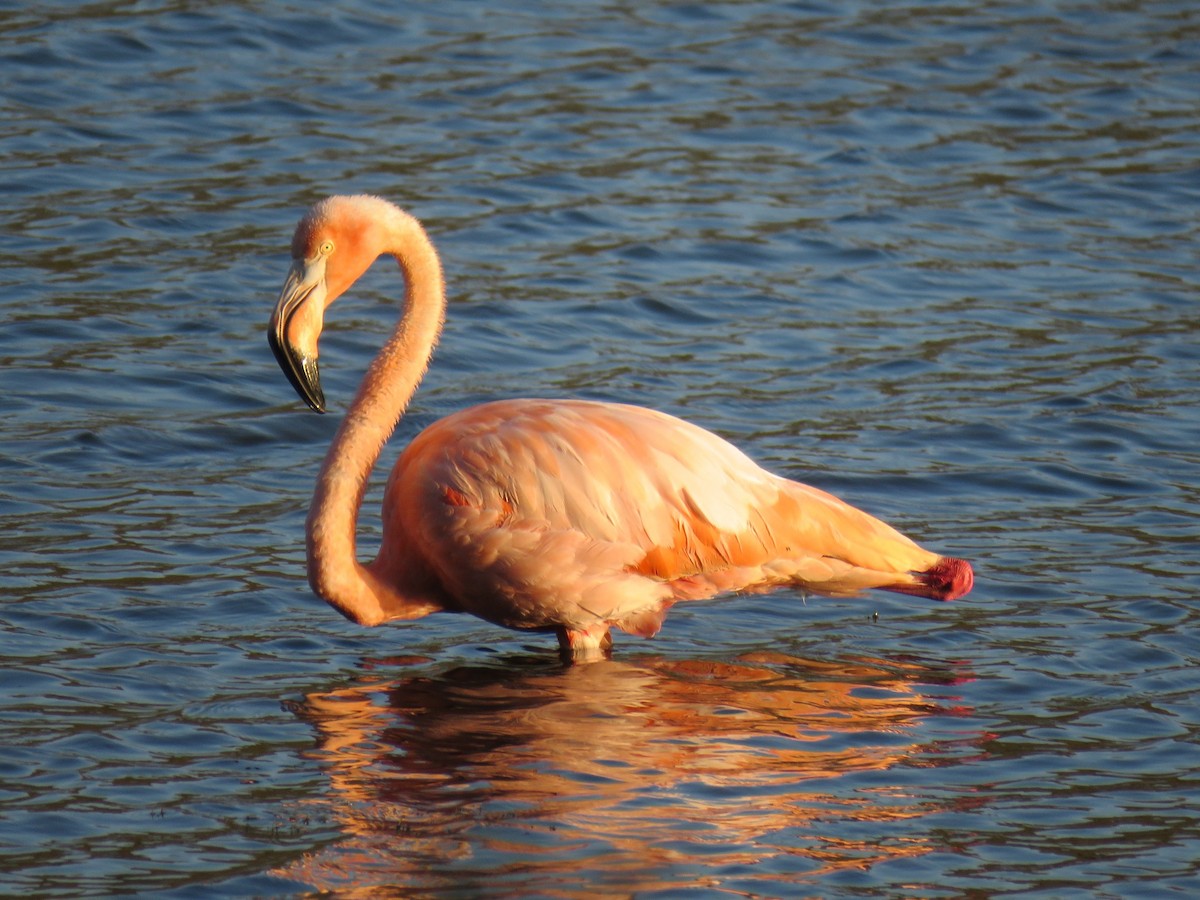 American Flamingo - ML609567109