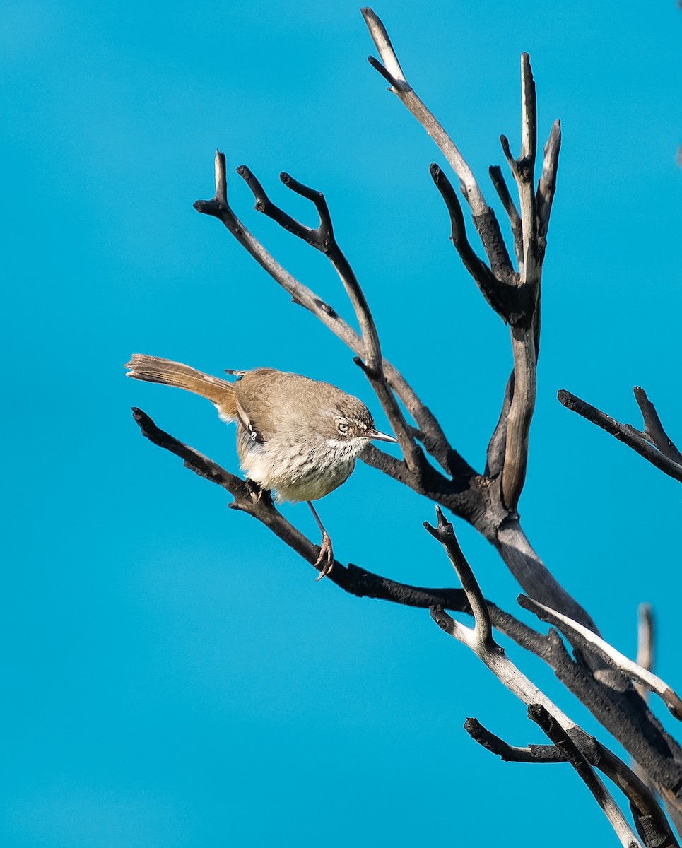 Spotted Scrubwren - ML609567570