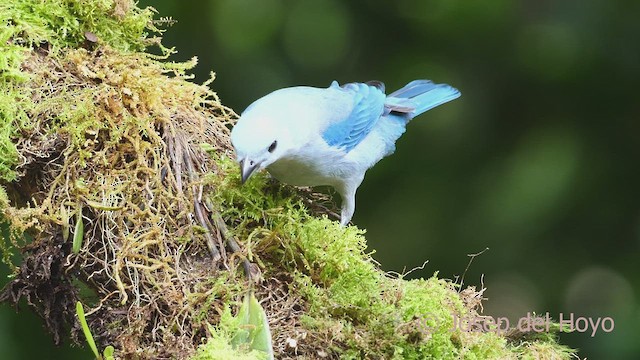 Blue-gray Tanager (Blue-gray) - ML609567606