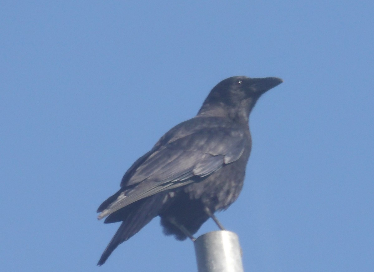 American Crow - ML609567620