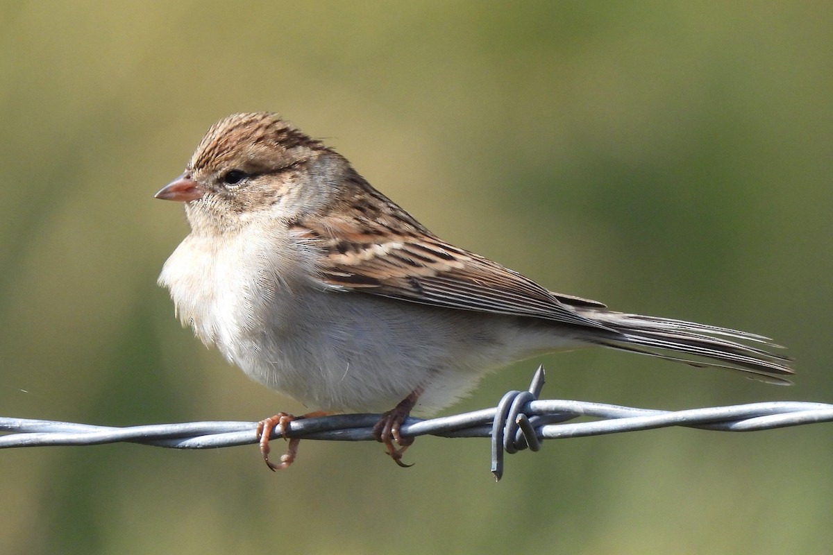 Chipping Sparrow - ML609567624