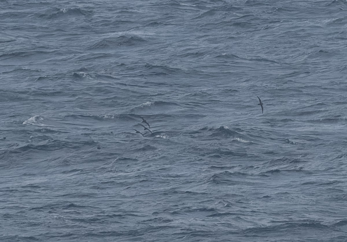 Great-winged Petrel - ML609567626