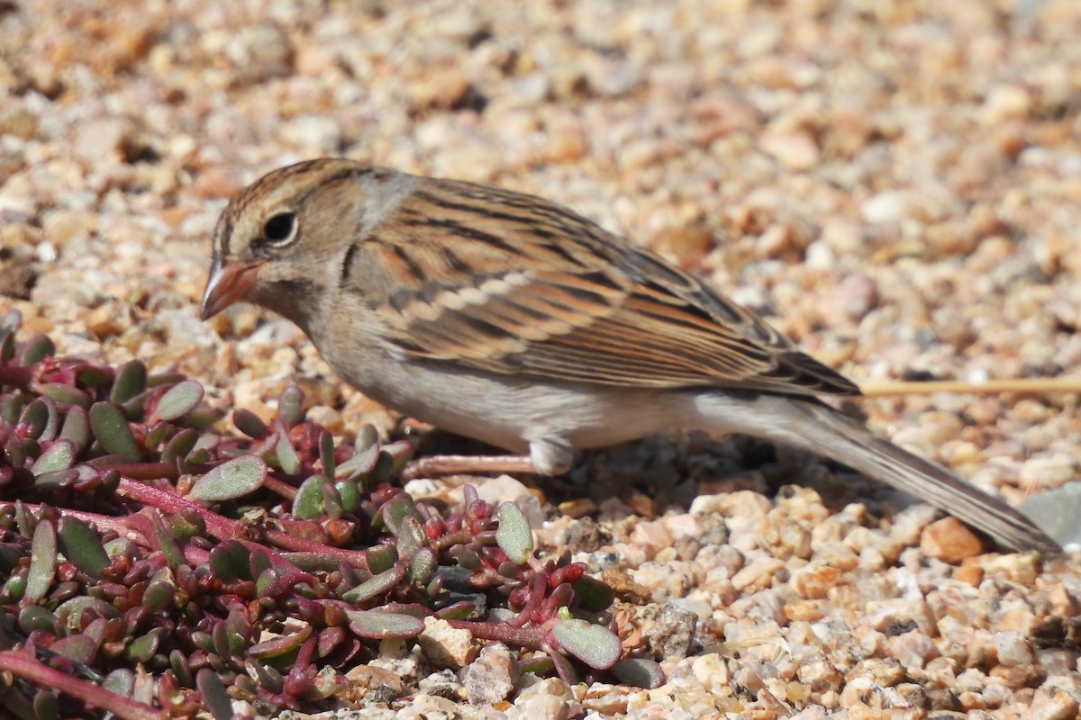Chipping Sparrow - ML609567630