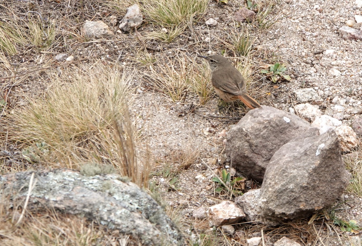 Cordilleran Canastero - ML609567632