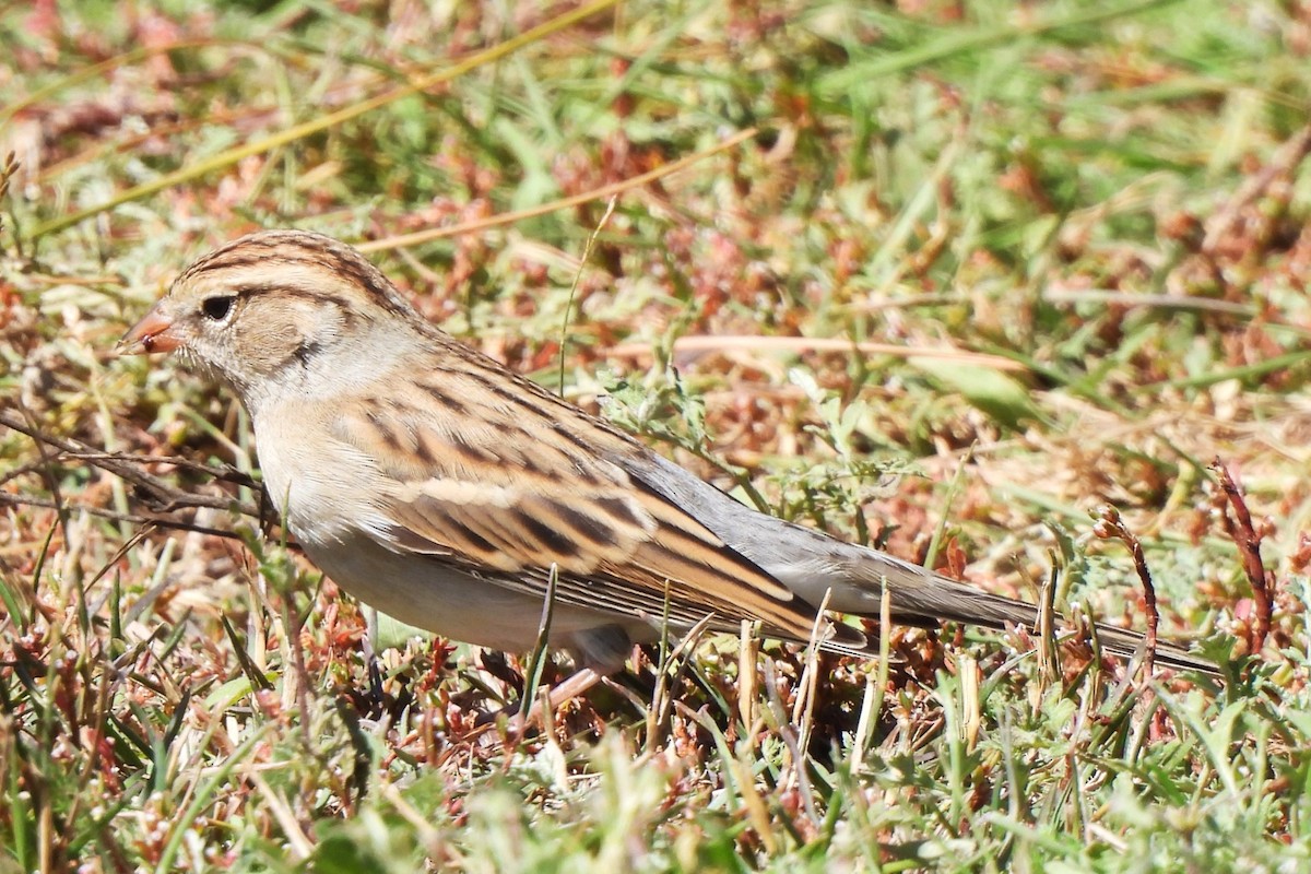 Chipping Sparrow - Michael I Christie