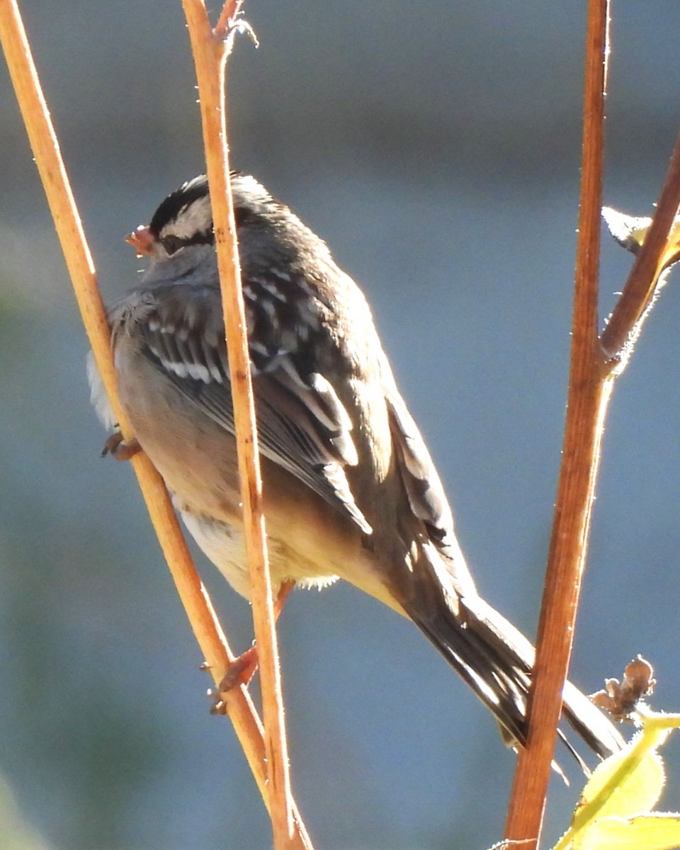 White-crowned Sparrow - ML609567679