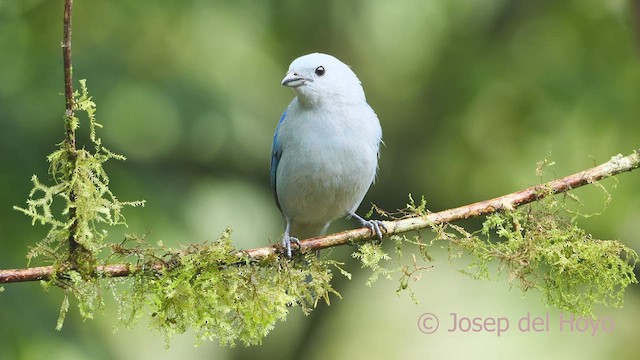 Blue-gray Tanager (Blue-gray) - ML609567680