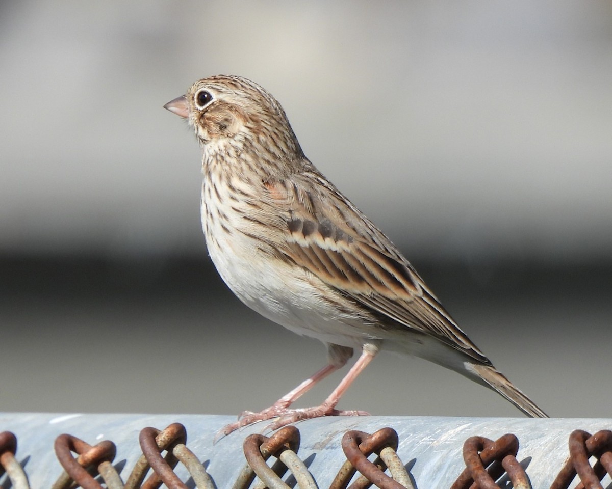 Vesper Sparrow - Michael I Christie